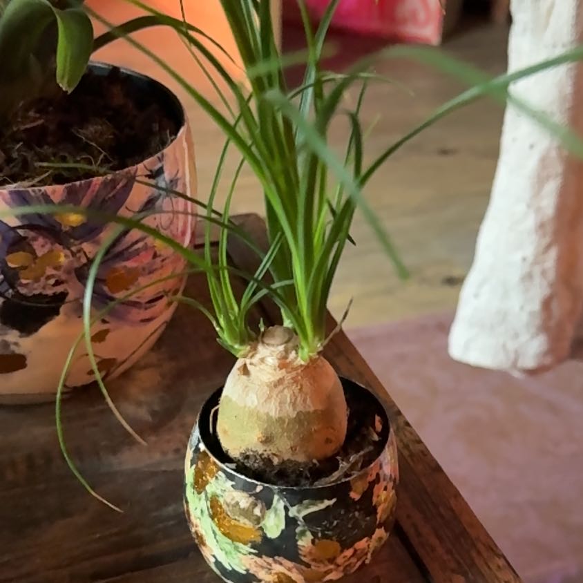 Photo of the plant species Pregnant Onion by @YummyRemuremu52 named Gezellig Uitje on Greg, the plant care app