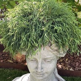 Photo of the plant species Whisk Fern by @YummyRemuremu52 named Liberty on Greg, the plant care app