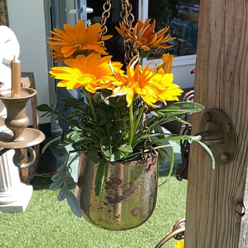 Photo of the plant species Treasureflower by @YummyRemuremu52 named Candlelight on Greg, the plant care app