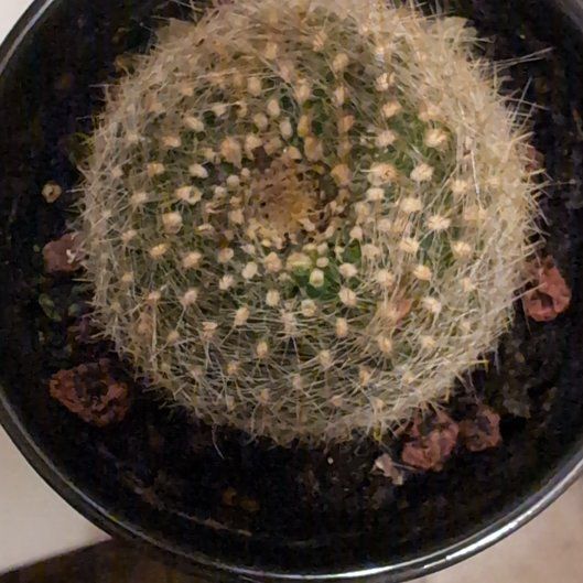 Photo of the plant species Scarlet Ball Cactus by @FieryMaypop50 named Toki on Greg, the plant care app