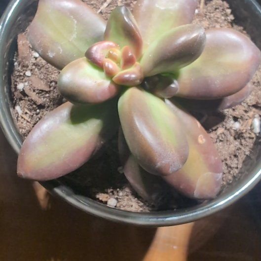 Photo of the plant species Graprosedum 'Bronze' by @CalamityVoiid named Talos on Greg, the plant care app