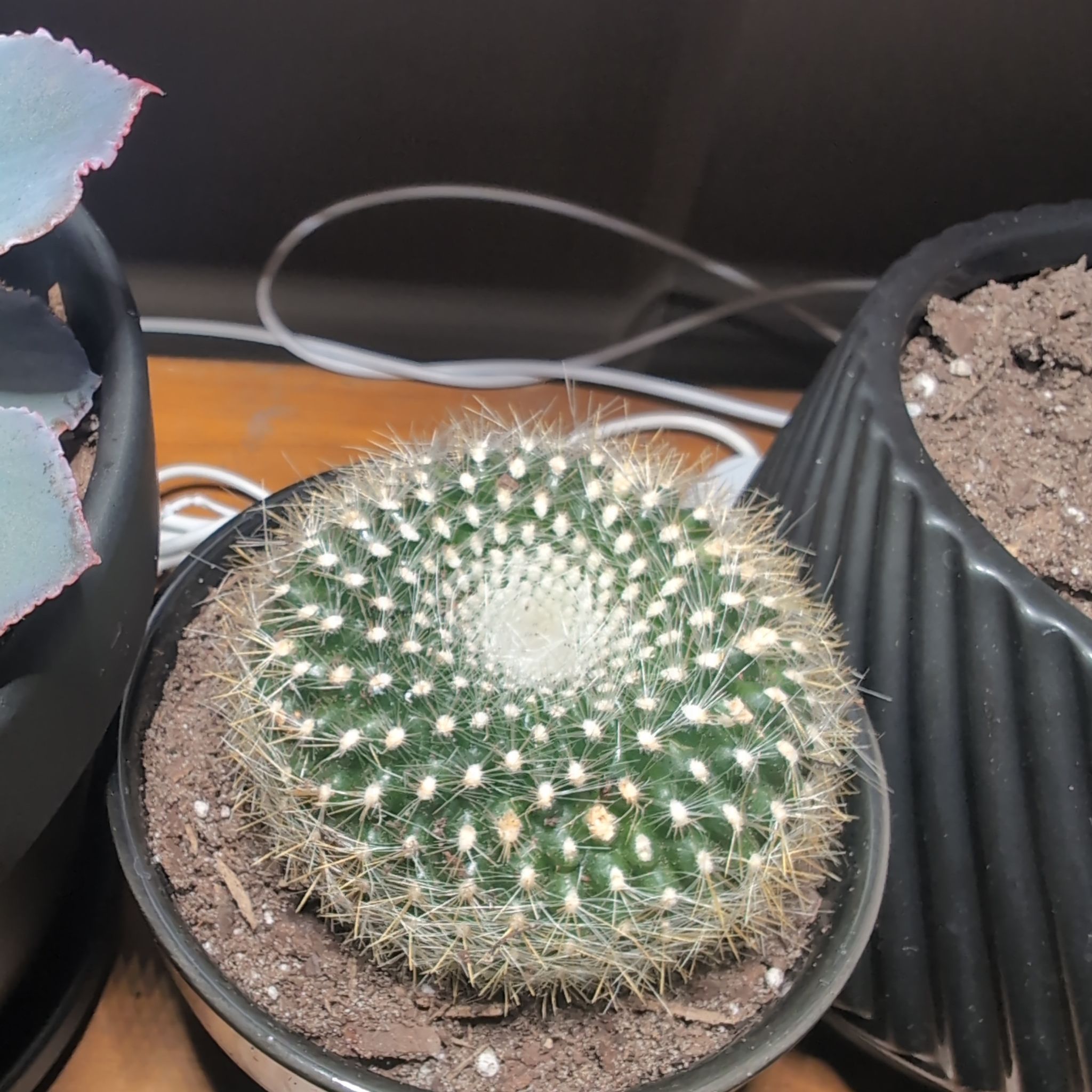 Photo of the plant species Notocactus roseoluteus by @CalamityVoiid named Toki on Greg, the plant care app