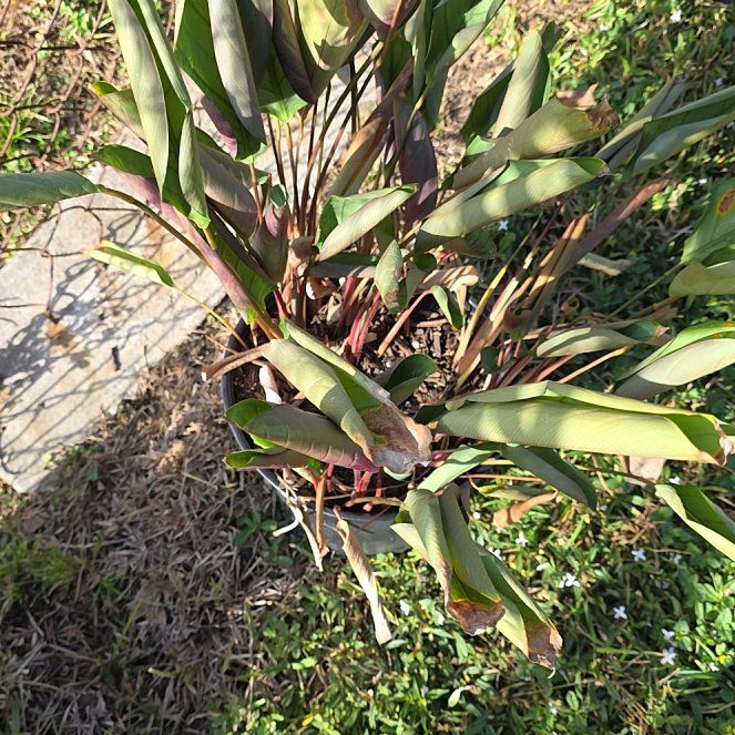 Photo of the plant species Western Marsh Rosemary by @VocalAcajou63 named Athena on Greg, the plant care app