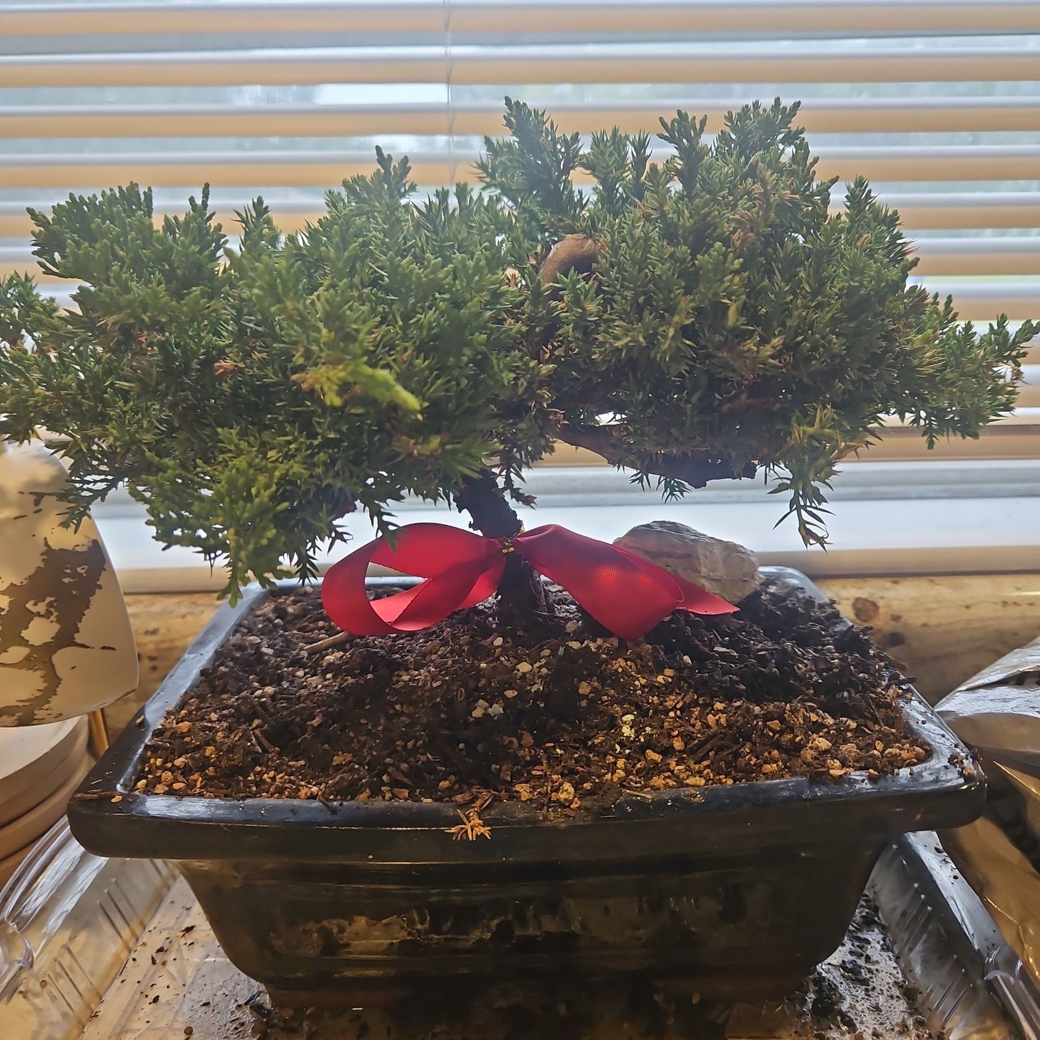 Photo of the plant species Japanese Juniper Bonsai by @DevotedCentro48 named Juni on Greg, the plant care app