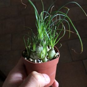 Photo of the plant species Many-Leaved Albuca by @SleekBanana49 named Sage on Greg, the plant care app