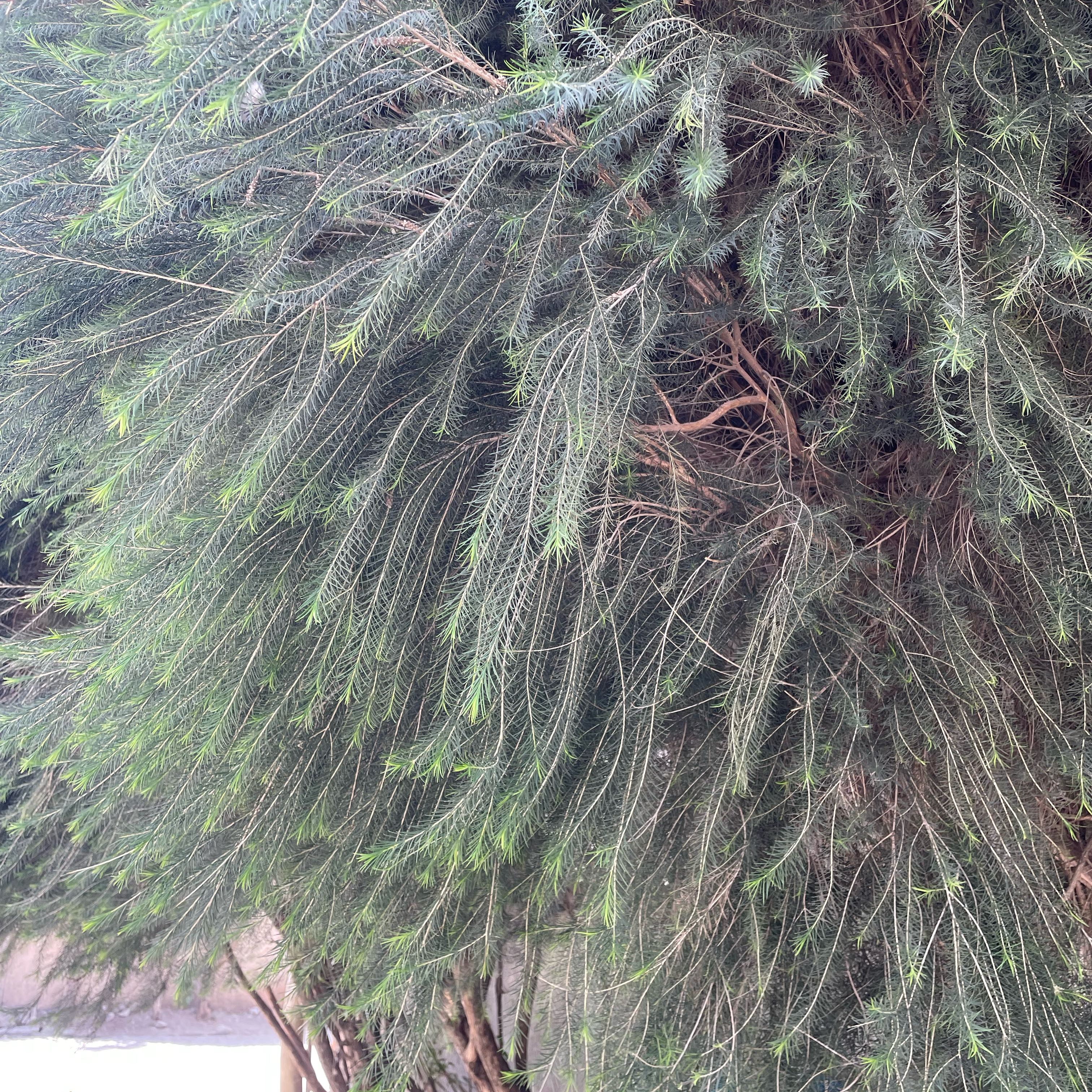 Photo of the plant species Beach Sheoak by @TopNeem68 named Marley on Greg, the plant care app