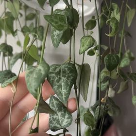Photo of the plant species String Of Arrows by @BusyAlfalfa14 named April on Greg, the plant care app