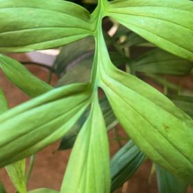 Photo of the plant species Monstera subpinnata by @BabyBlackash36 named Captain Plant-it on Greg, the plant care app