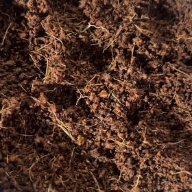 Photo of the plant species Desert Christmas Tree by @BabyBlackash36 named James Dean on Greg, the plant care app