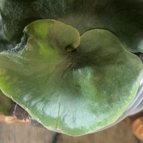 Plant care for Kohlrabi on Greg, the plant care app