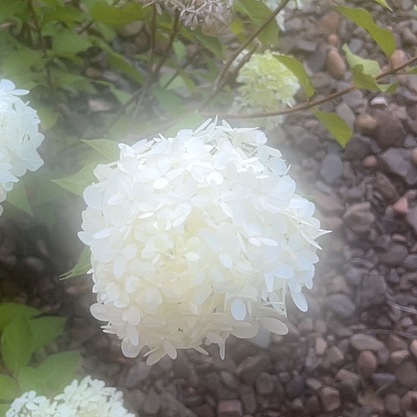 Photo of the plant species Panicle Hydrangea by @BabyBlackash36 named Forrest on Greg, the plant care app