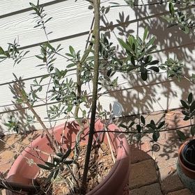 Photo of the plant species Arbequina Olive Tree by @CopiousKaraka69 named Mando on Greg, the plant care app