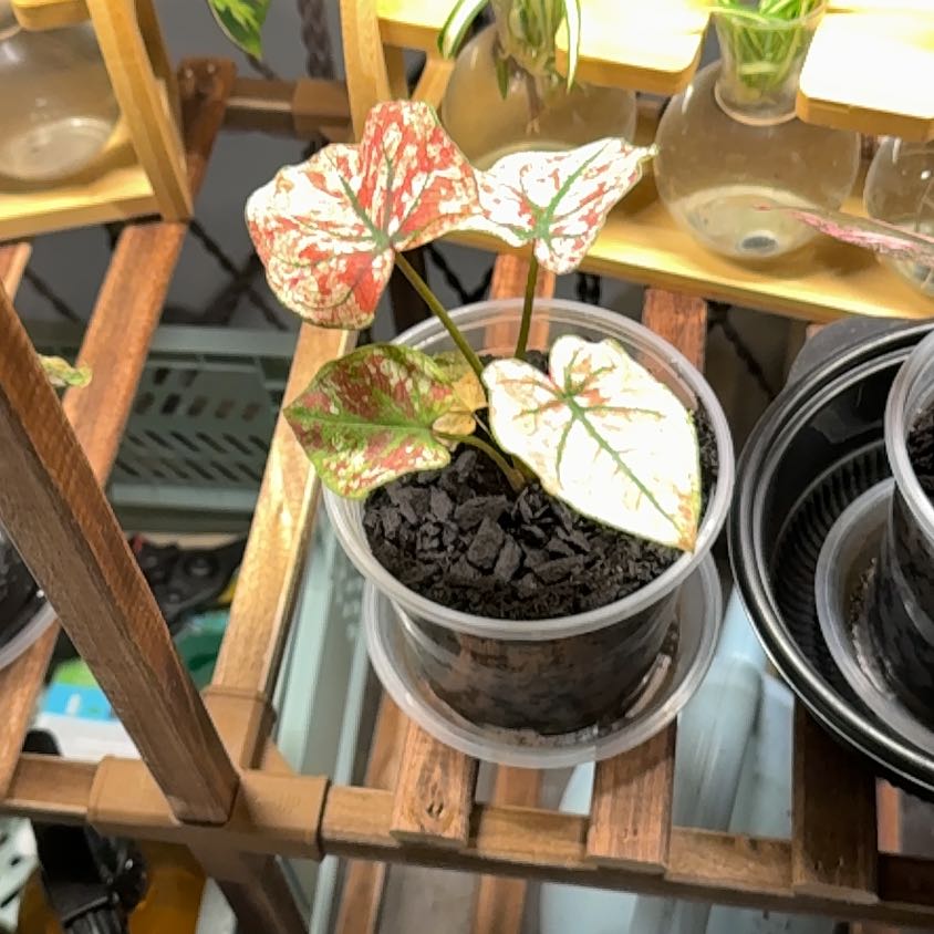 Photo of the plant species Fiesta Caladium by @FunMonstera32 named Rainier on Greg, the plant care app