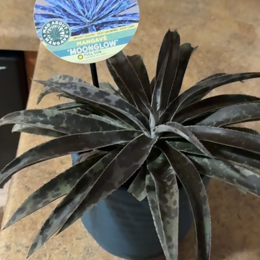 Photo of the plant species Mangave 'Freckles and Speckles' by @FlashyFanpalm named Sol on Greg, the plant care app