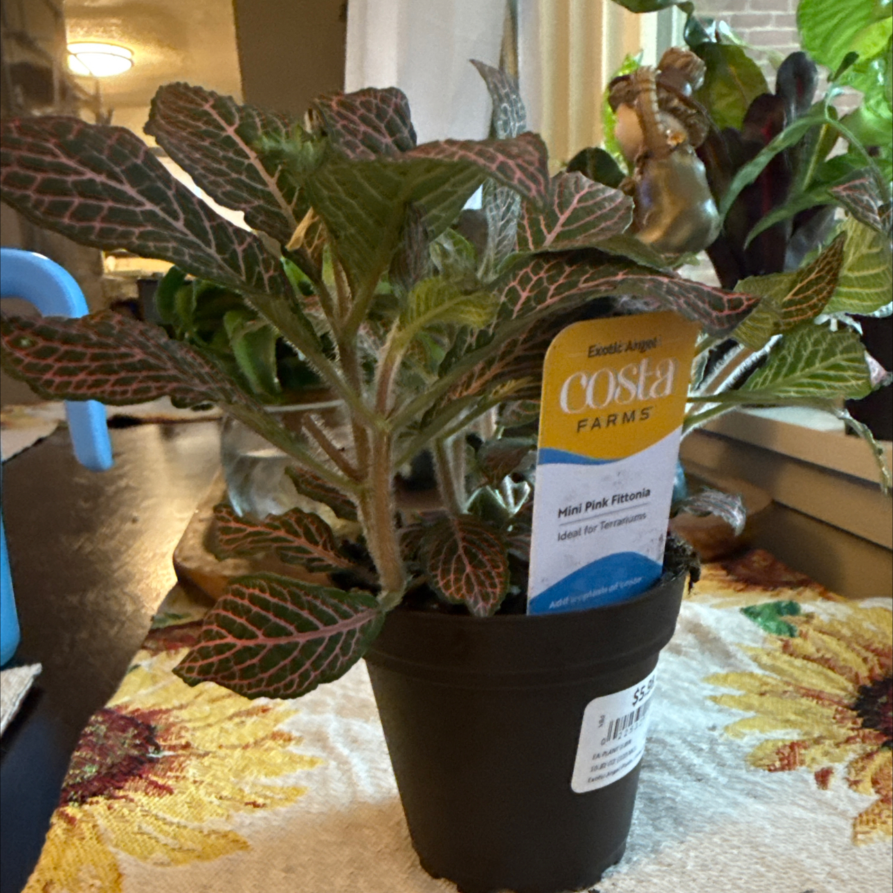 Photo of the plant species Fittonia Pink by @Bebesita named Miley on Greg, the plant care app