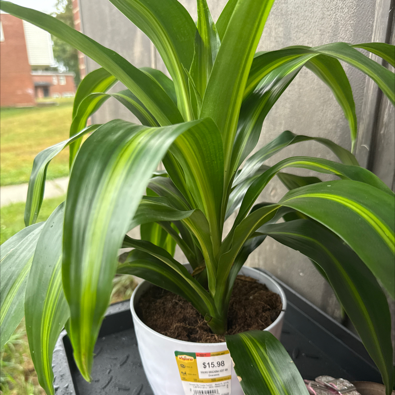 Plant care for Monstera Peru on Greg, the plant care app