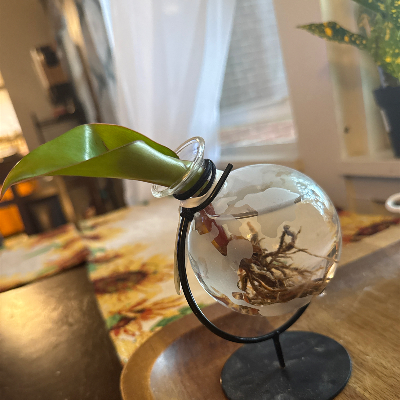 Photo of the plant species Elkhorn by @Bebesita named Zeus on Greg, the plant care app