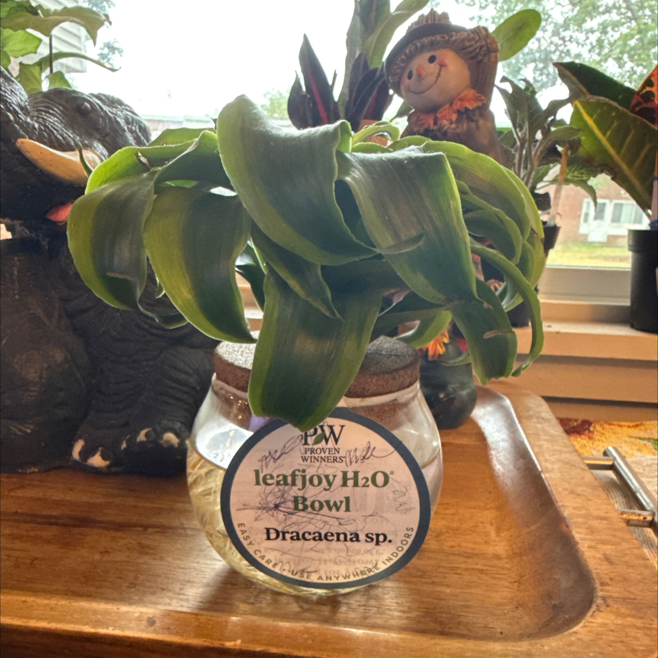 Photo of the plant species Assorted Dracaena by @Bebesita named Kylie on Greg, the plant care app