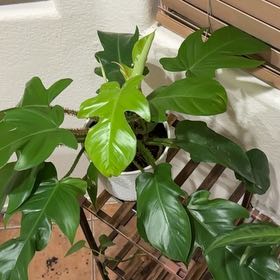 Photo of the plant species Philodendron Prince of Red by @SuperEspostoa48 named Sanders on Greg, the plant care app