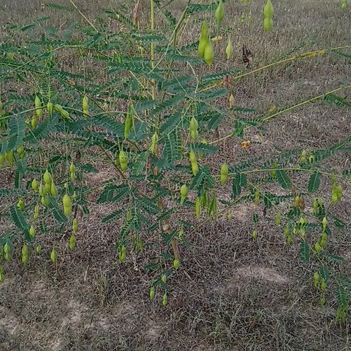 Photo of the plant species Colorado Riverhemp by @EmpoweredWorm54 named Sigmund on Greg, the plant care app