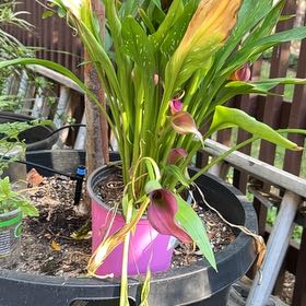 Photo of the plant species Zantedeschia rehmannii by @GemFynbosaloe57 named Sahara on Greg, the plant care app