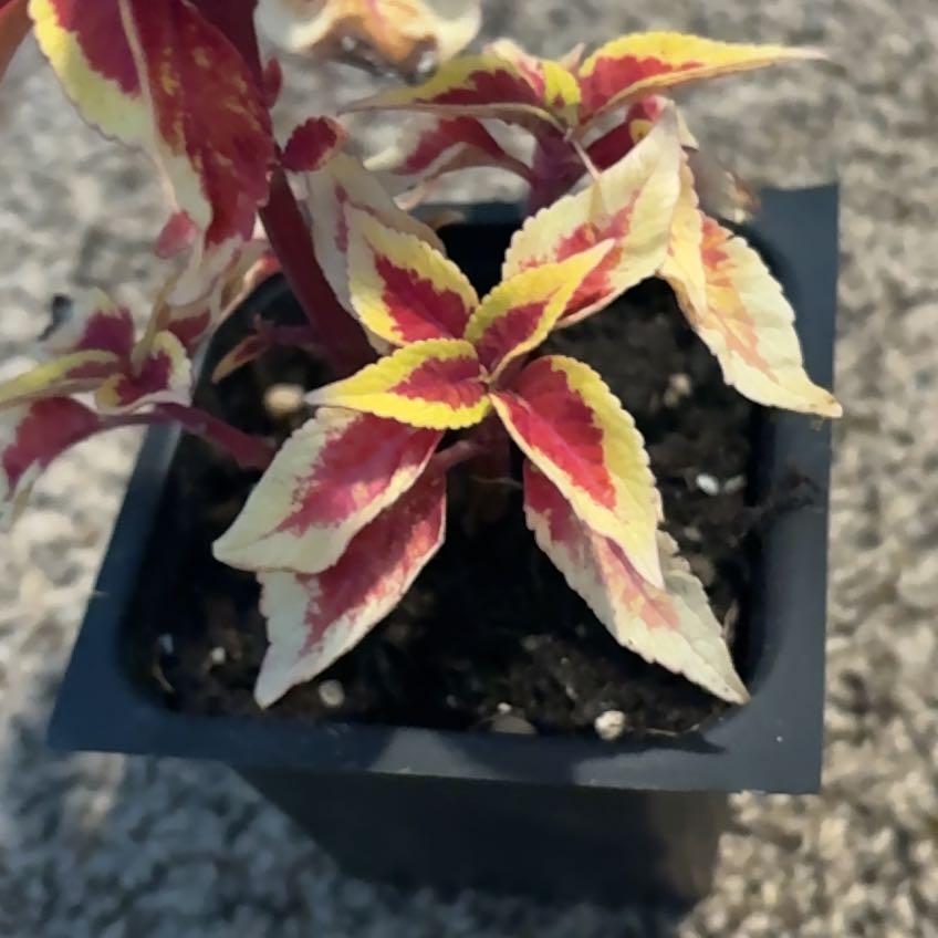 Photo of the plant species Coleus 'Defiance' by @AtypicalAgave named Aria on Greg, the plant care app