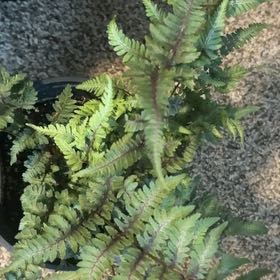 Photo of the plant species Japanese Painted Fern by @AtypicalAgave named Ronaldo on Greg, the plant care app