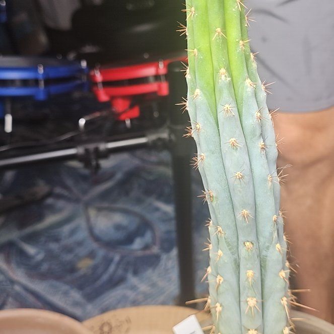 Photo of the plant species Peruvian Torch by @TopBegoniarex54 named Icaros on Greg, the plant care app