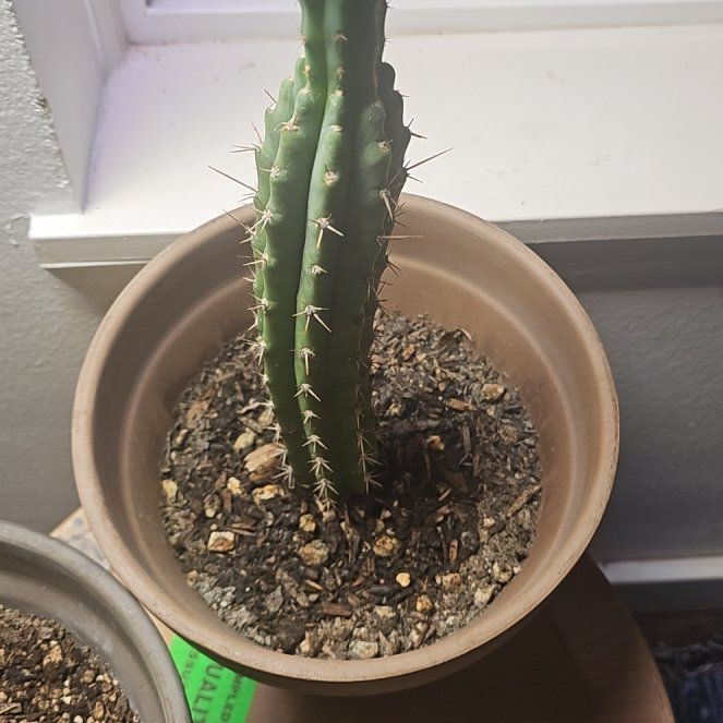 Photo of the plant species Bolivian Torch by @TopBegoniarex54 named Broadus on Greg, the plant care app