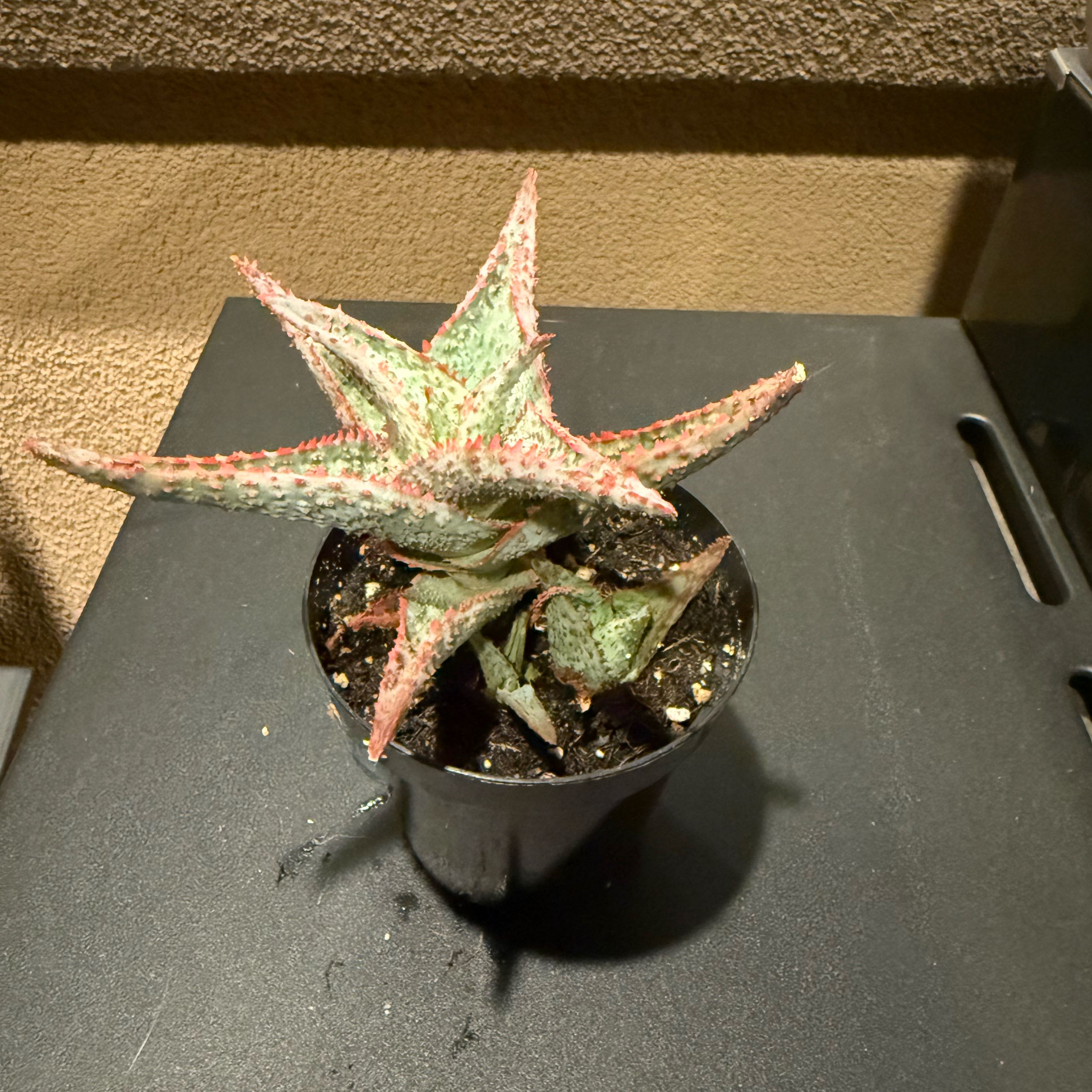 Photo of the plant species Aloe 'Purple People Eater' by @EarthlyChojubai named Hydra on Greg, the plant care app