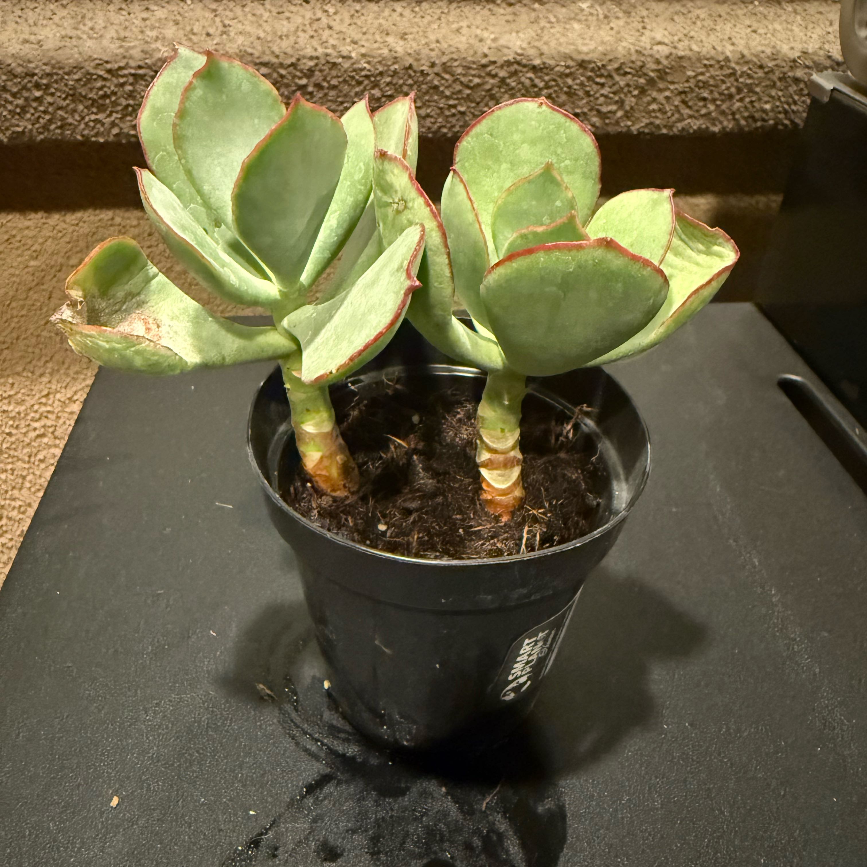 Photo of the plant species Cotyledon 'Mint Truffles' by @EarthlyChojubai named Truffles on Greg, the plant care app