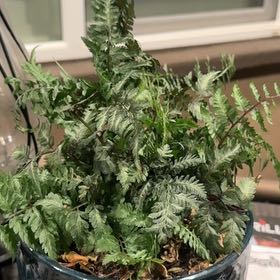 Photo of the plant species Japanese Painted Fern by @EarthlyChojubai named Cafernicus on Greg, the plant care app