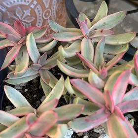 Photo of the plant species Candy Cane Crassula by @EarthlyChojubai named Cruella on Greg, the plant care app