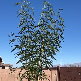 Photo of the plant species African Sumac by @BossRedfir70 named Bella on Greg, the plant care app