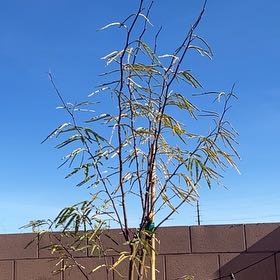 Photo of the plant species Western Honey Mesquite by @BossRedfir70 named Madonna on Greg, the plant care app