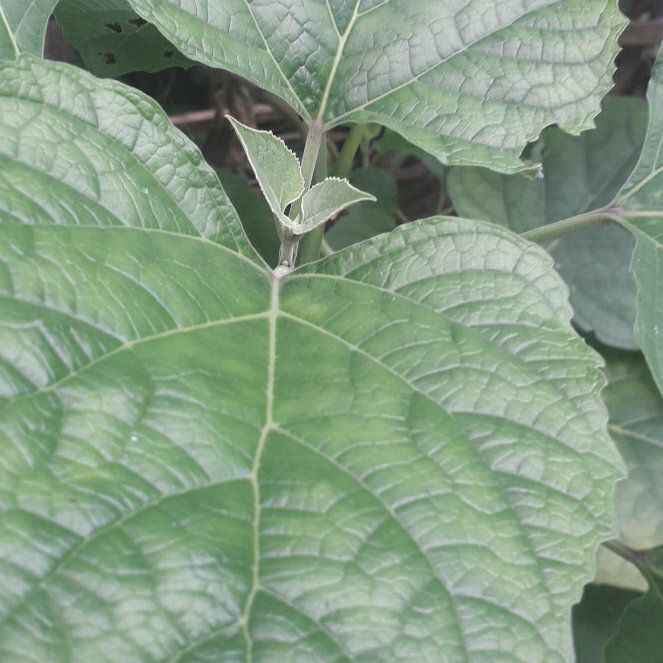 Photo of the plant species Harlequin Glorybower by @BigSnowdrop2 named Kardashian on Greg, the plant care app