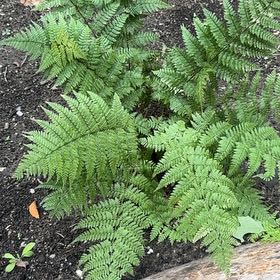 Photo of the plant species Common Ladyfern by @IdealGerbera31 named Shakira on Greg, the plant care app