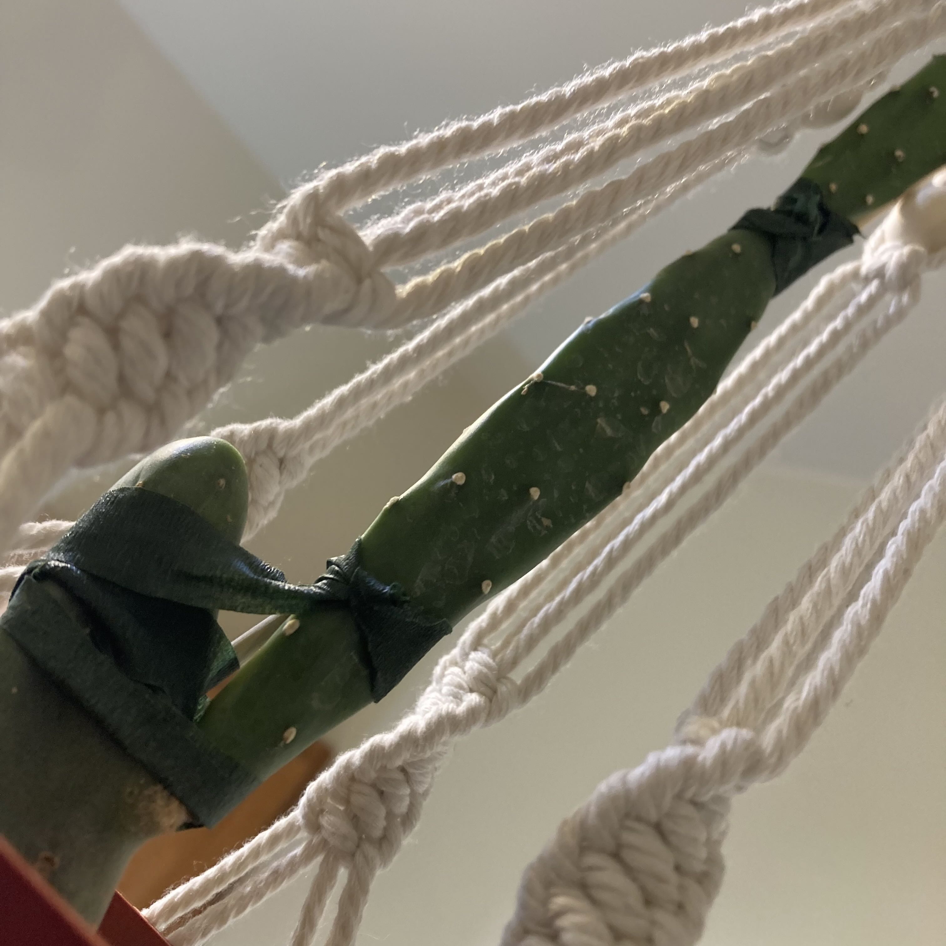 Photo of the plant species Nopal Cactus by @AngelBrushbox21 named Noel on Greg, the plant care app