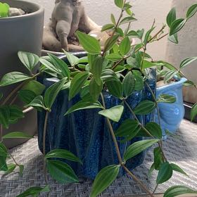 Photo of the plant species Peperomia 'Funky Frog' by @JoyousApple78 named Kermie on Greg, the plant care app