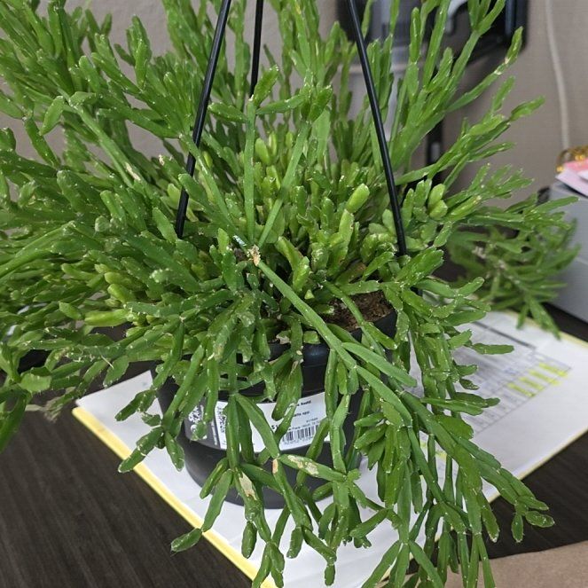 Photo of the plant species Rhipsalis spp. by @FunnyKawakawa0 named Sproutacus on Greg, the plant care app