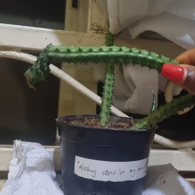 Photo of the plant species Huernia macrocarpa by @StarAtom94 named LiloStitch on Greg, the plant care app