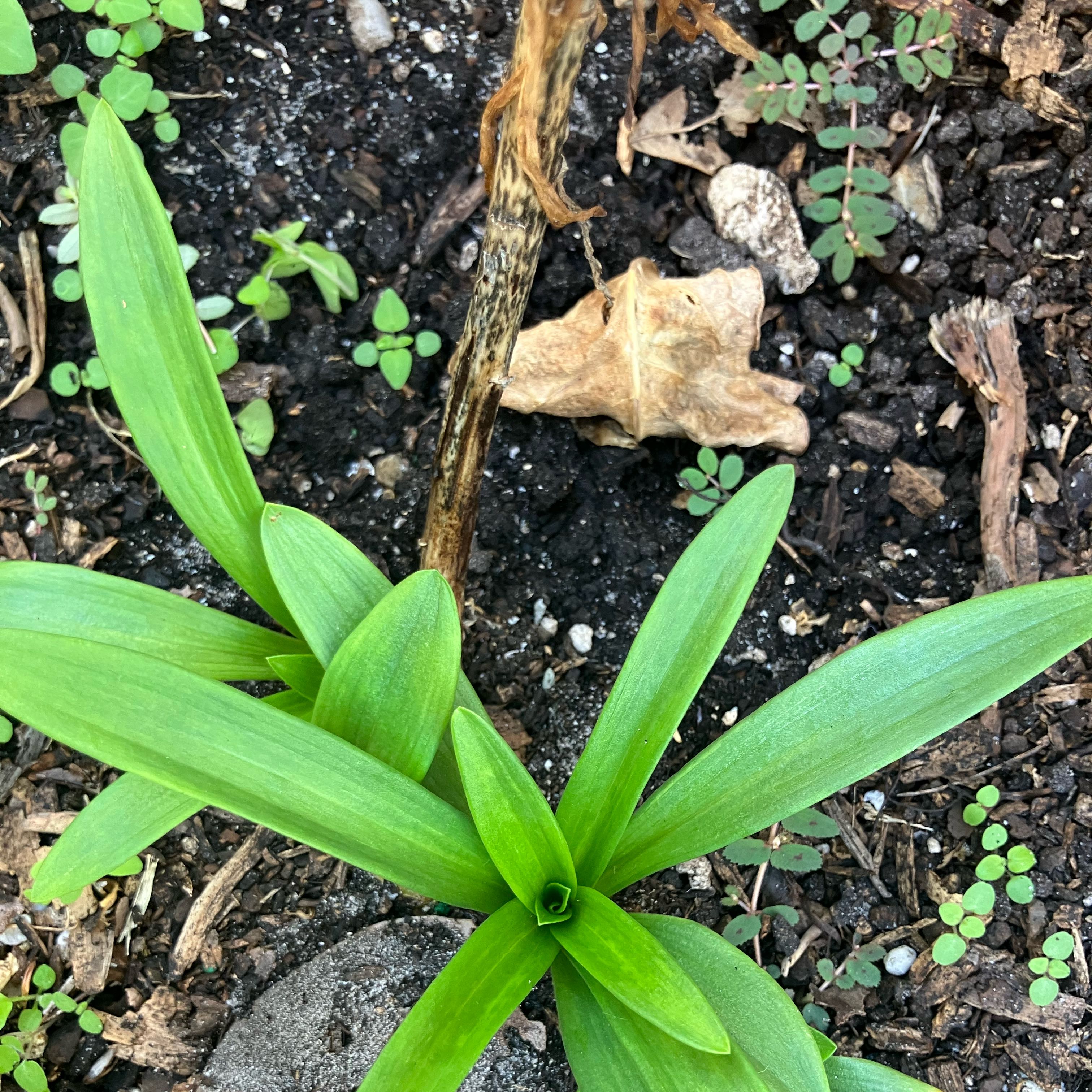 Photo of the plant species False Aloe by @ModelOregano28 named Sonora on Greg, the plant care app