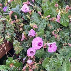 Photo of the plant species Tievine by @SuppleTimeout named ChloroPhil on Greg, the plant care app