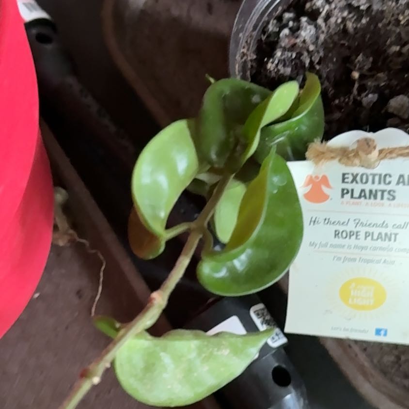 Photo of the plant species Hindu Rope Plant 'Regalis' by @GemWaxvine23 named Peter Parker on Greg, the plant care app
