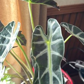 Photo of the plant species Fancy Alocasia by @GemWaxvine23 named Athena on Greg, the plant care app