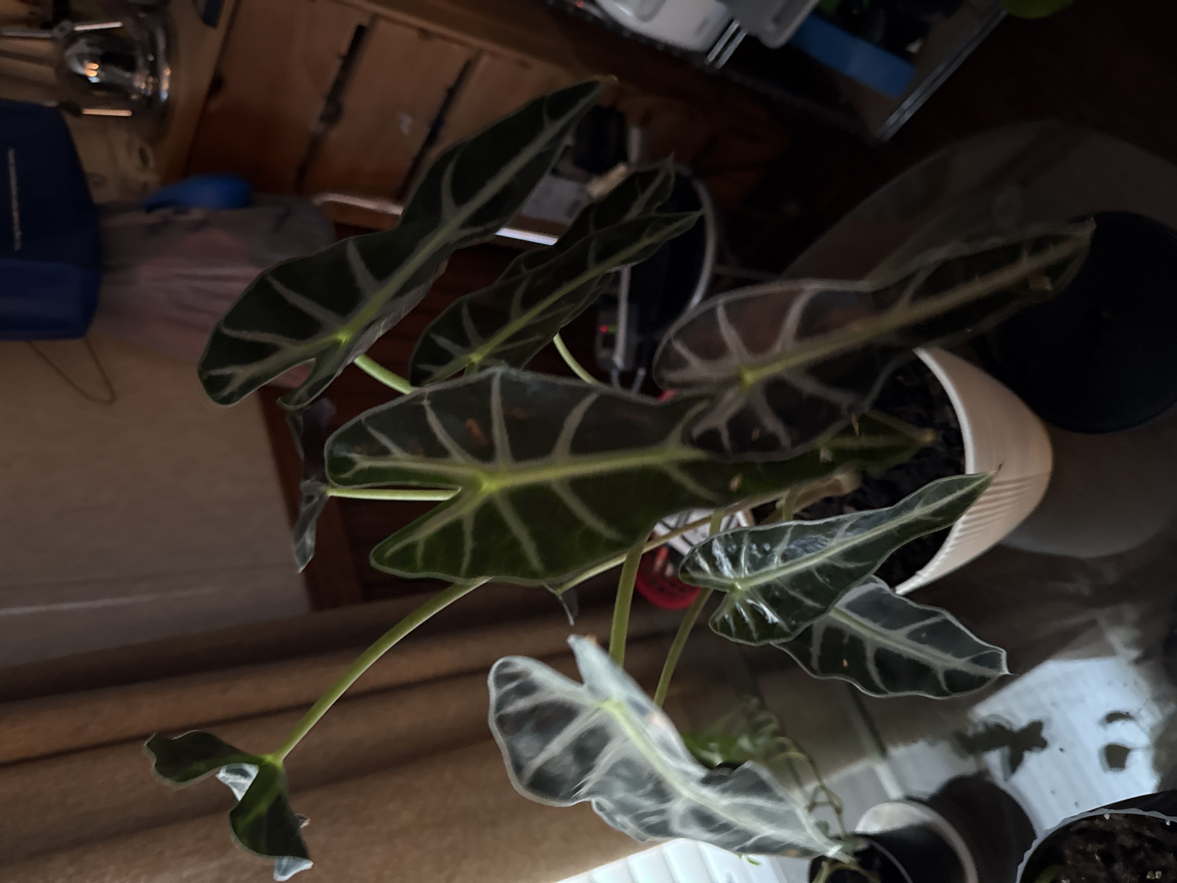Photo from the post