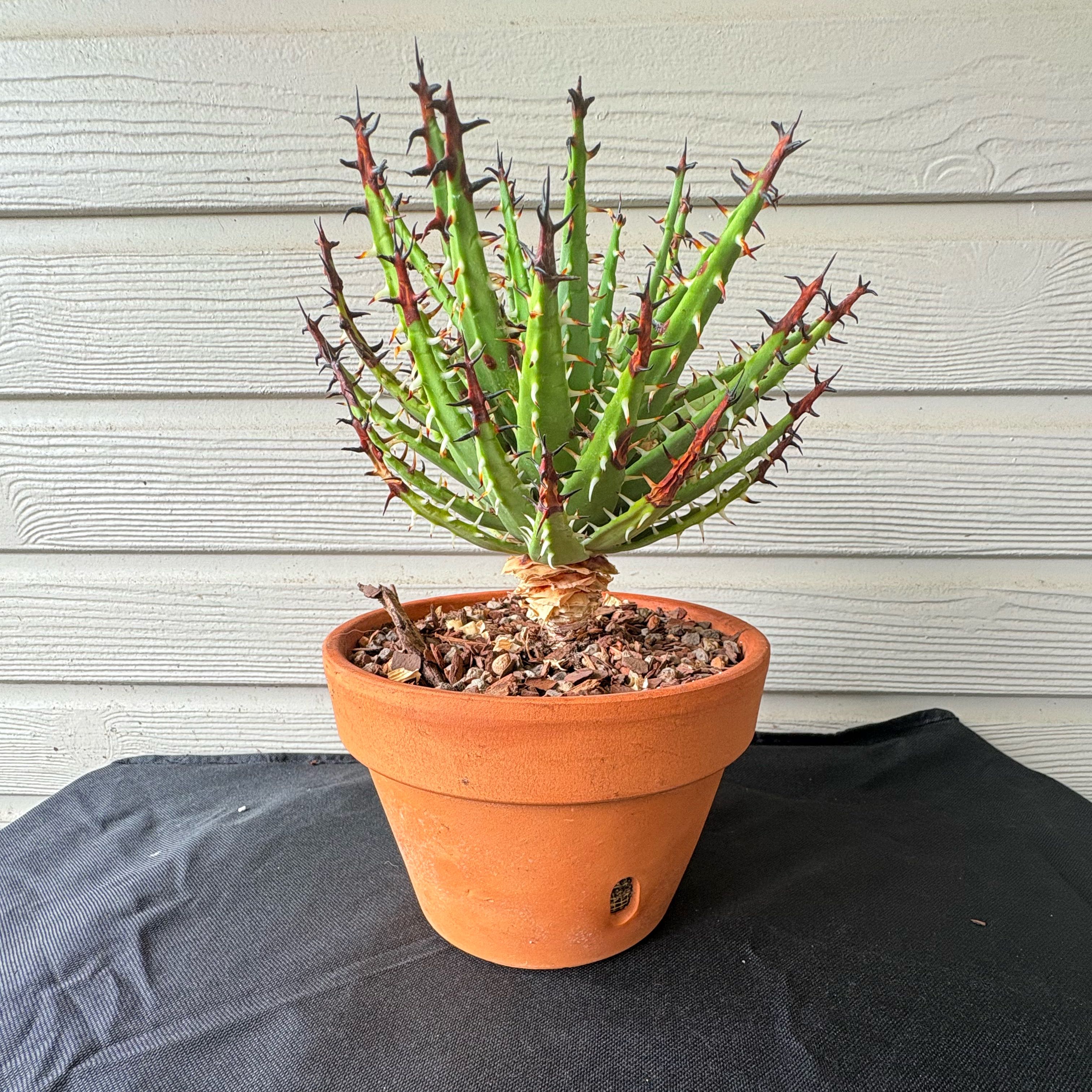 Photo of the plant species Aloe Erinacea by @Fireball600 named Tupot amaroot on Greg, the plant care app