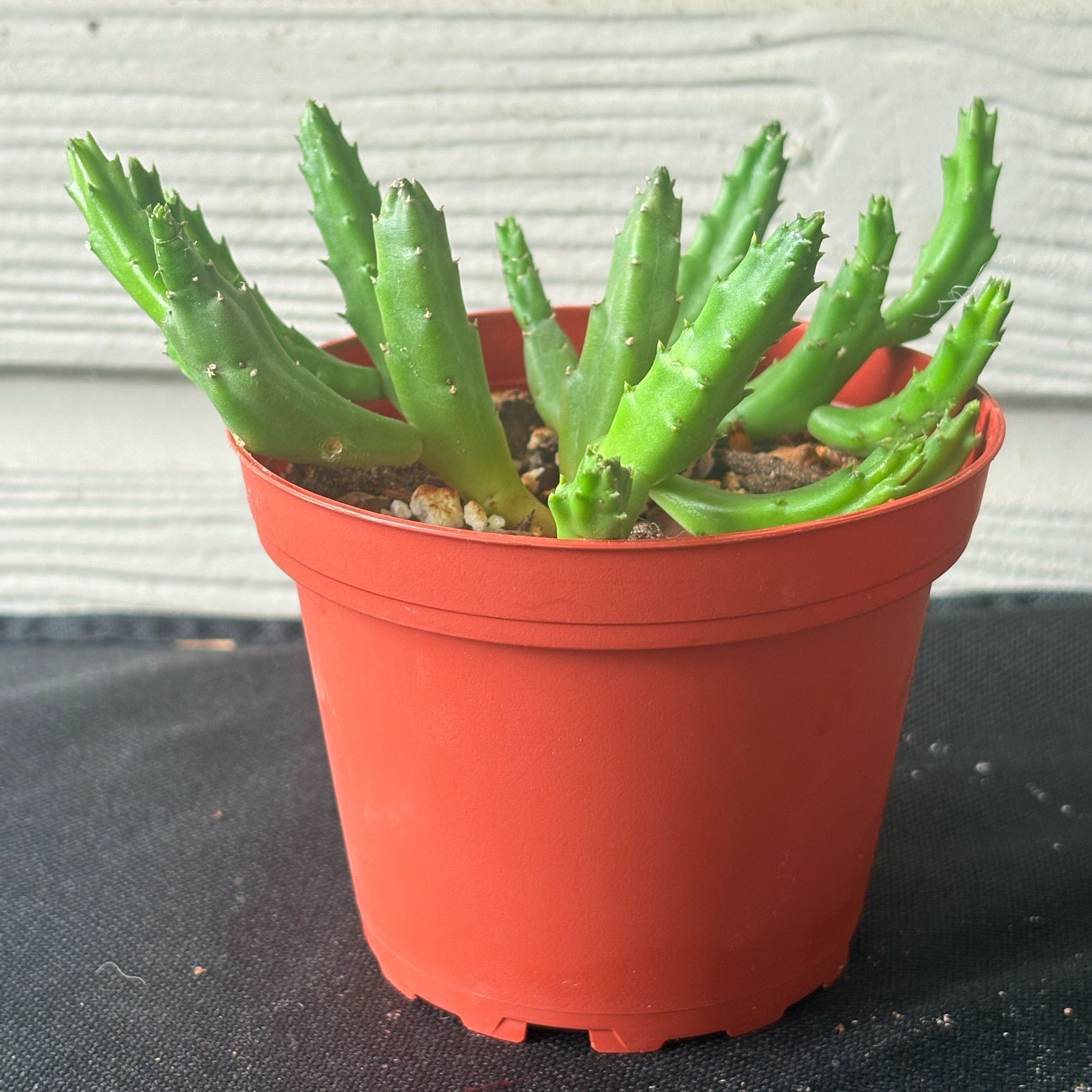 Photo of the plant species Stapelia schinzii var. schinzii by @Fireball600 named Wall-E on Greg, the plant care app