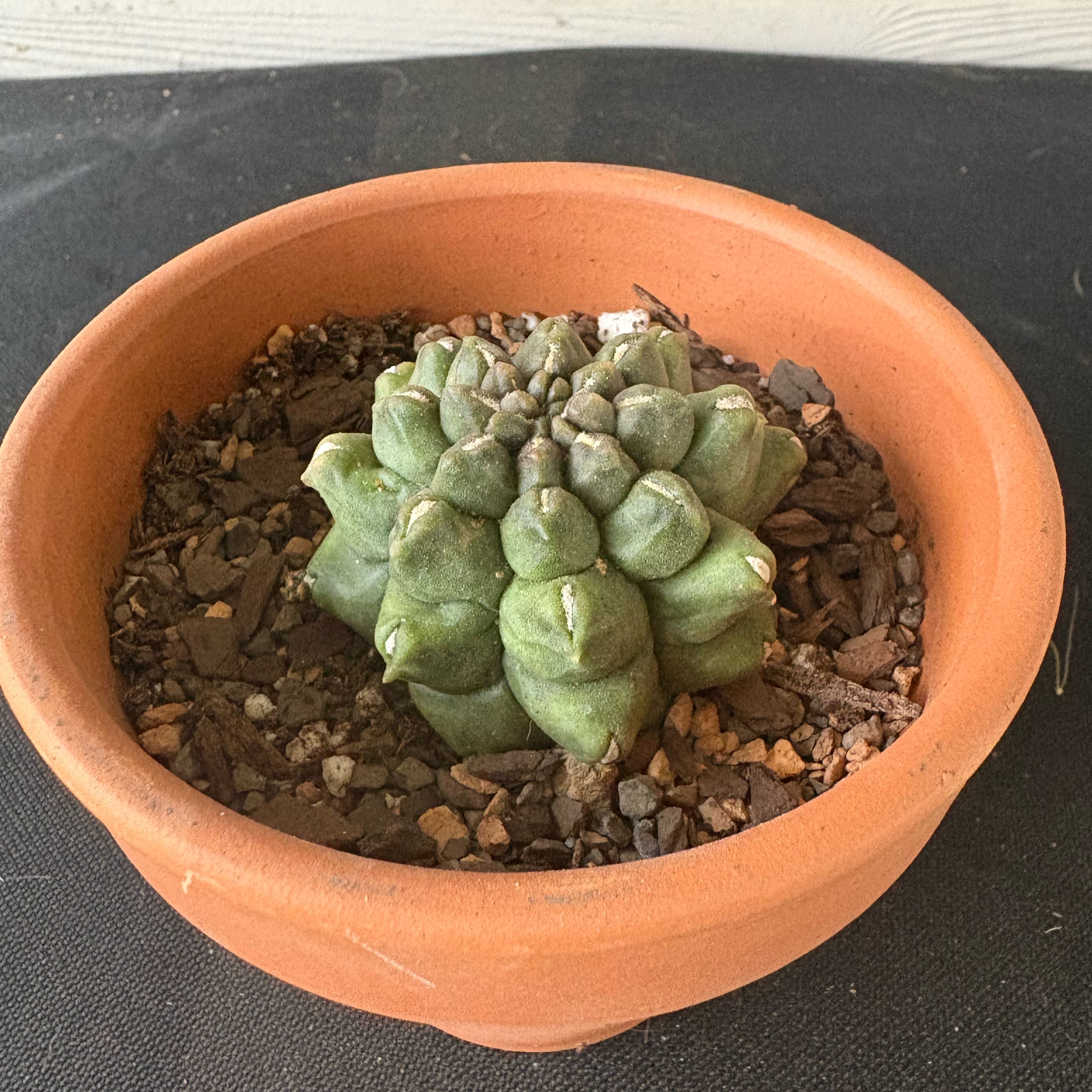 Photo of the plant species Gymnocalycium 'Kikko' by @Fireball600 named Oscar on Greg, the plant care app