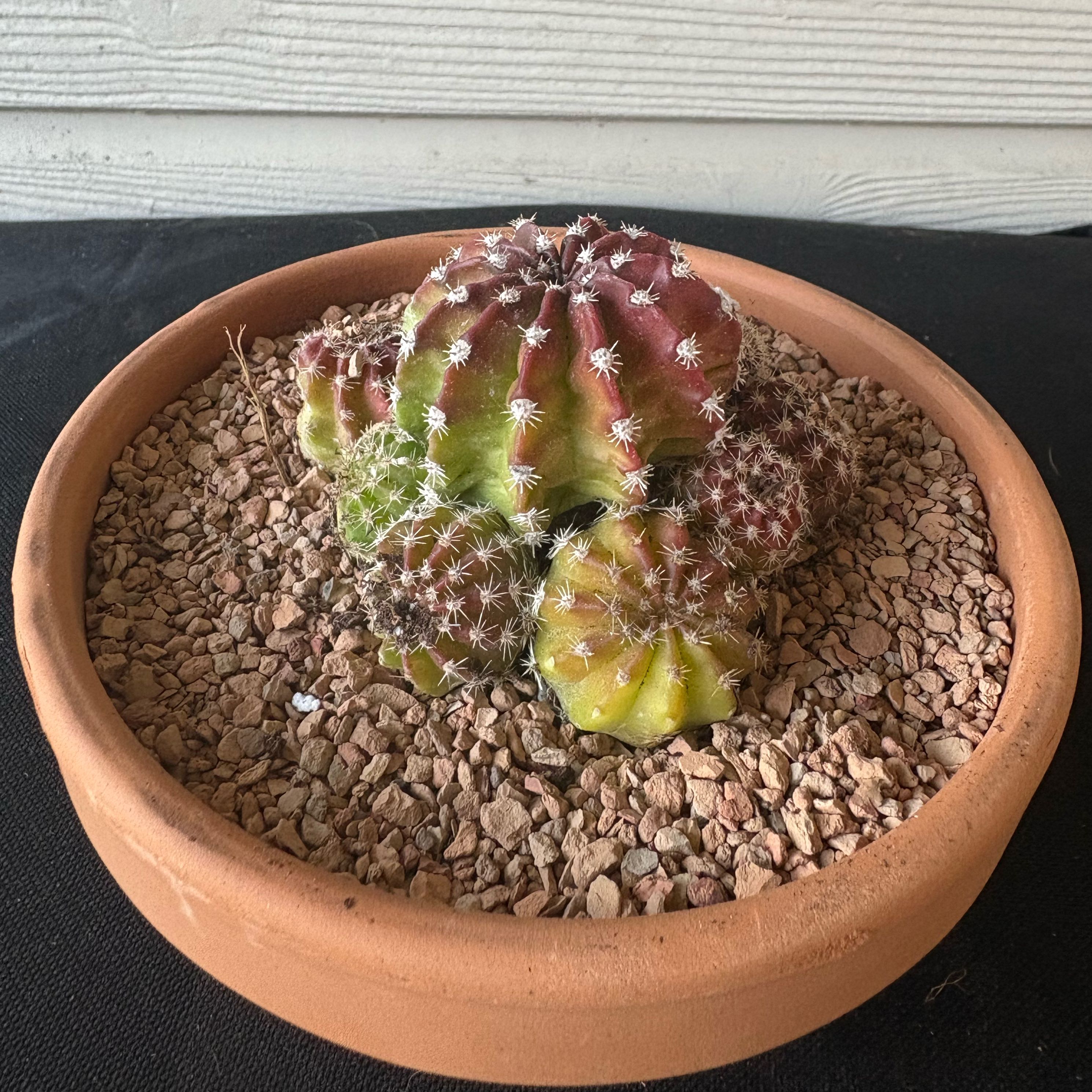 Photo of the plant species Easter Lily Cactus by @Fireball600 named Bodhi on Greg, the plant care app